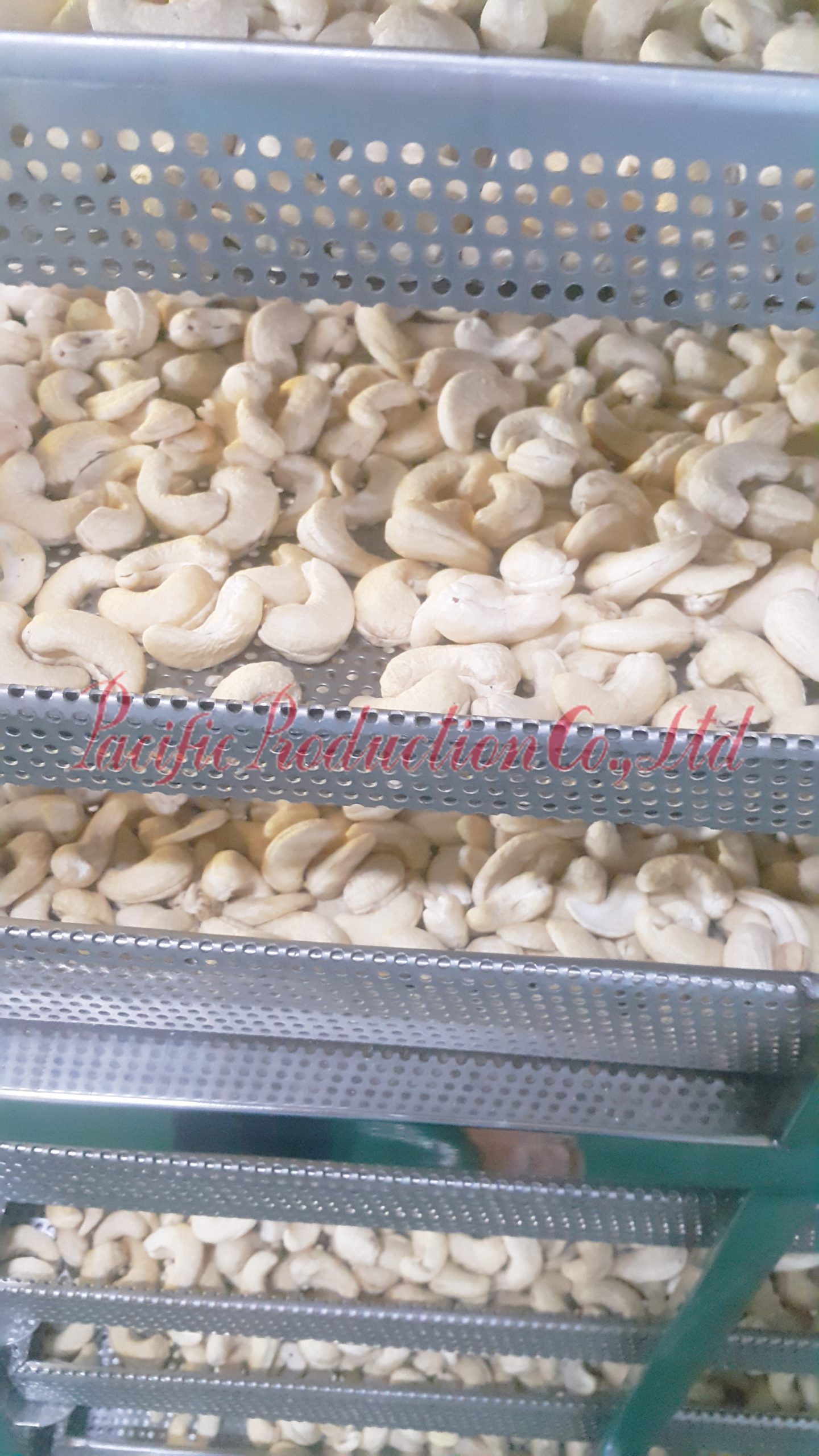 Cashew nuts WW320 processing in Pacific Production Co., Ltd